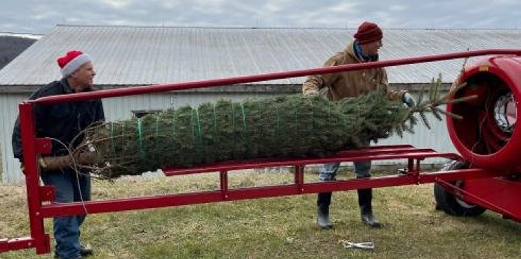 christmas tree at local tree farm