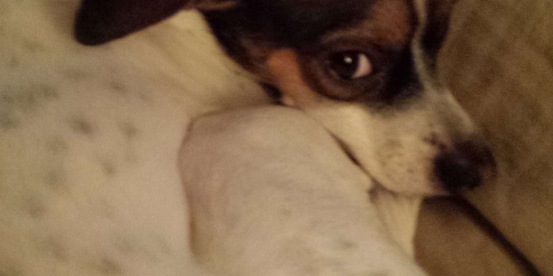 The Dog