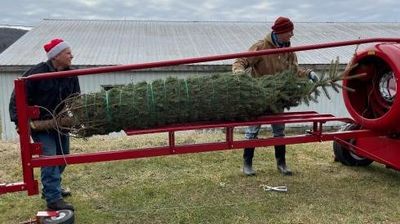 christmas tree at local tree farm